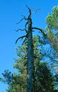 P1779_alter_baum