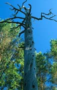P1781_alter_baum