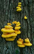 P1832_baumpilz