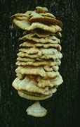 P1879_baumpilz