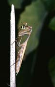 P1902_gottesanbeterin_frisst_argiope