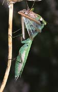 P1906_gottesanbeterin_frisst_mannchen
