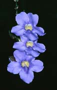 P1971_blueten