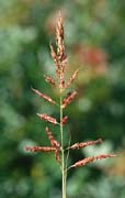 P2058_bluehendes_gras