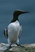 P2098_trottellumme