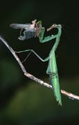 P2142_gottesanbeterin_frisst_maennchen