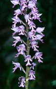 P2242_orchidee