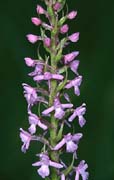 P2283_orchidee