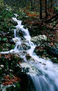 P2319_wildbach