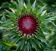 P2326_distel_nah