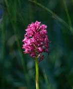 P2329_orchidee