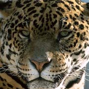 P2377_leopard