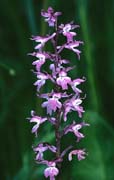 P2427_orchidee