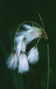 P2468_wollgras