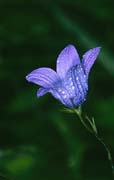 P2483_glockenblume