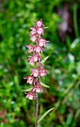 P2496_orchidee