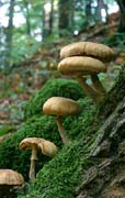 P2525_pilze_am_baum