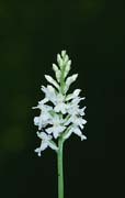P2529_knabenkraut_weiss