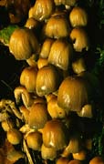 P2532_pilze_am_baumstumpf