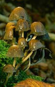 P2534_pilze