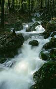 P2569_wildbach