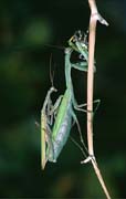 P2578_gottesanbeterin_frisst_argiope