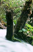 P2583_baum_am_bach
