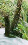 P2588_baum_am_bach