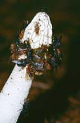 P2605_fliegen_auf_pilz