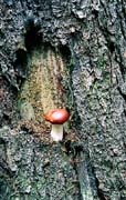 P2613_pilz_im_baum