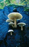 P2619_pilze_an_totem_baum