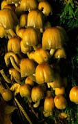 P2638_pilze_am_baumstumpf