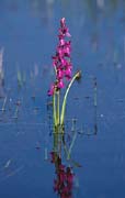 P2659_orchidee
