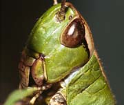 P2677_grashuepfer_portrait