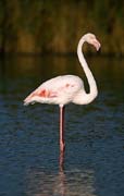 P2729_flamingo