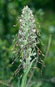 P2734_orchidee_34