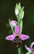 P2748_orchidee_33
