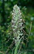 P2751_orchidee_32