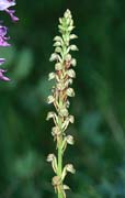 P2752_orchidee_31