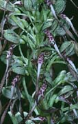 P2764_orchidee_30