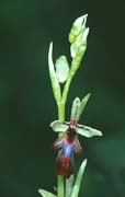 P2775_orchidee_1
