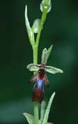 P2777_orchidee_2