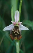 P2778_orchidee_3