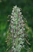 P2809_orchidee_28