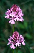 P2814_orchidee_33
