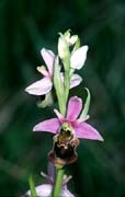 P2820_orchidee_39