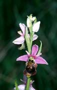 P2821_orchidee_40