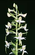 P2822_orchidee_41