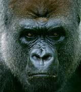 P2837_gorilla