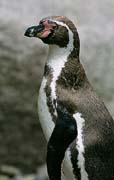 P2875_pinguin